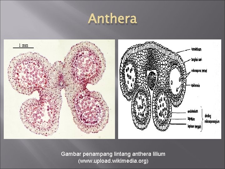 Anthera Gambar penampang lintang anthera lilium (www. upload. wikimedia. org) 