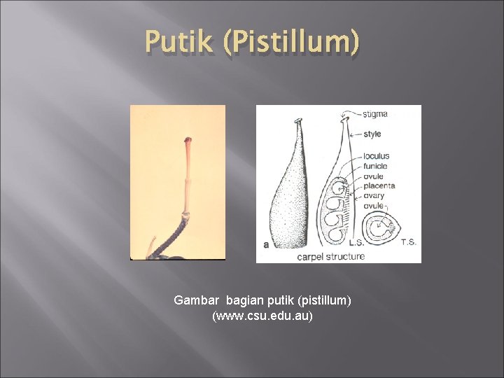 Putik (Pistillum) Gambar bagian putik (pistillum) (www. csu. edu. au) 