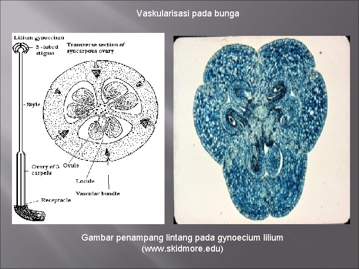 Vaskularisasi pada bunga Gambar penampang lintang pada gynoecium lilium (www. skidmore. edu) 