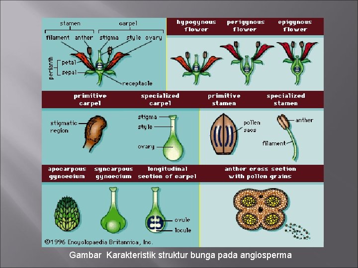Gambar Karakteristik struktur bunga pada angiosperma 