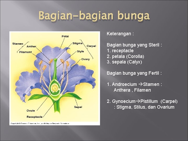 Bagian-bagian bunga Keterangan : Bagian bunga yang Steril : 1. receptacle 2. petala (Corolla)