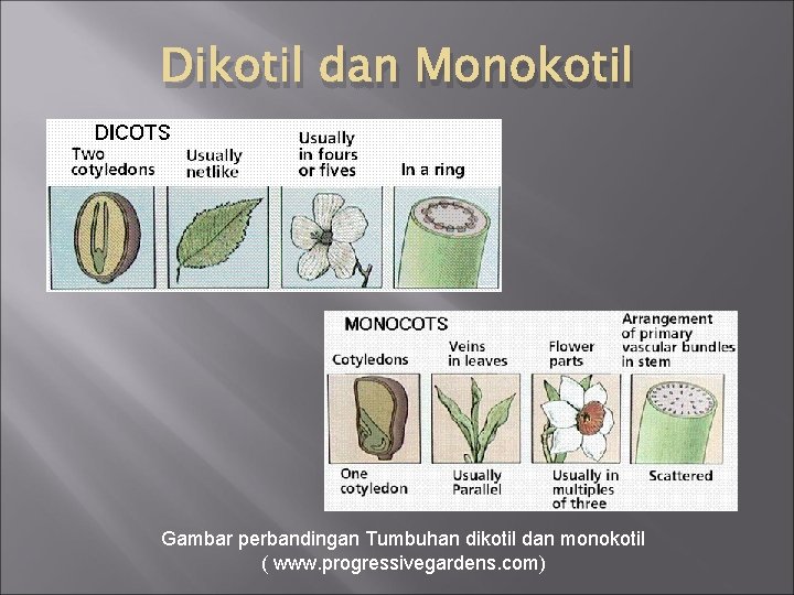 Dikotil dan Monokotil Gambar perbandingan Tumbuhan dikotil dan monokotil ( www. progressivegardens. com) 