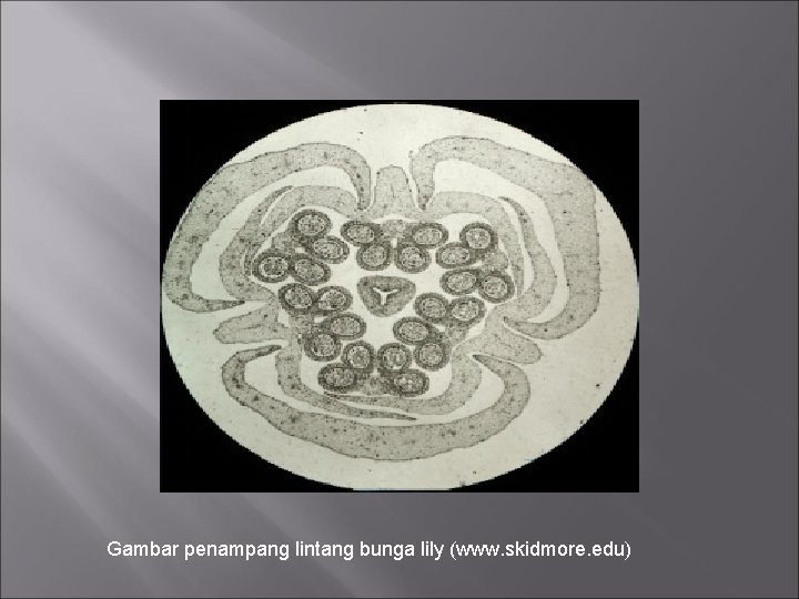 Gambar penampang lintang bunga lily (www. skidmore. edu) 