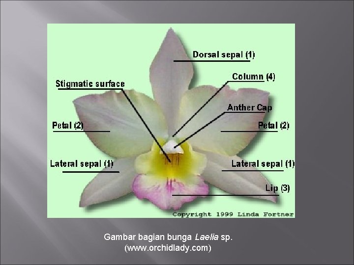 Gambar bagian bunga Laelia sp. (www. orchidlady. com) 