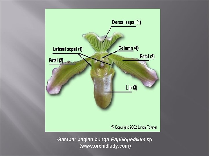 Gambar bagian bunga Paphiopedilum sp. (www. orchidlady. com) 