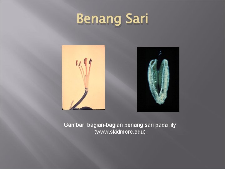 Benang Sari Gambar bagian-bagian benang sari pada lily (www. skidmore. edu) 