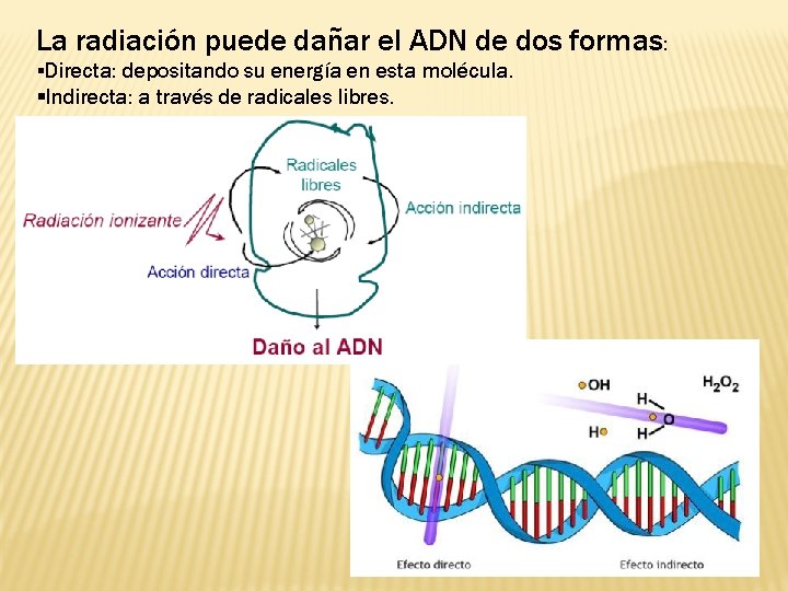 La radiación puede dañar el ADN de dos formas: Directa: depositando su energía en