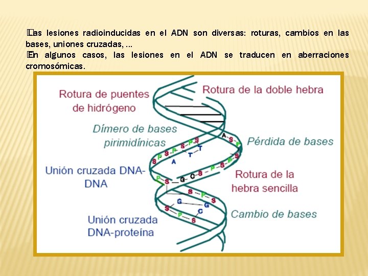 � Las lesiones radioinducidas en el ADN son diversas: roturas, cambios en las bases,