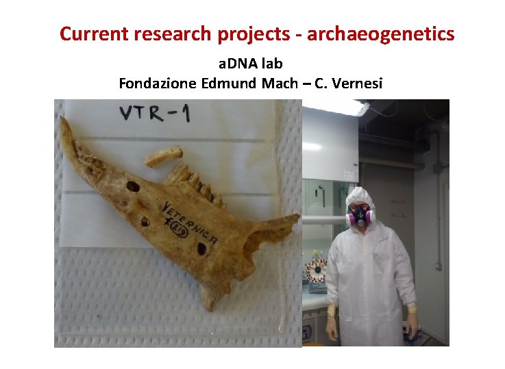 Current research projects - archaeogenetics a. DNA lab Fondazione Edmund Mach – C. Vernesi