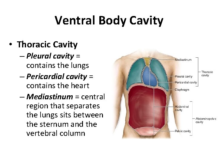 Ventral Body Cavity • Thoracic Cavity – Pleural cavity = contains the lungs –