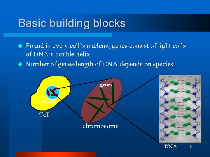 Basic building blocks Found in every cell’s nucleus, genes consist of tight coils of