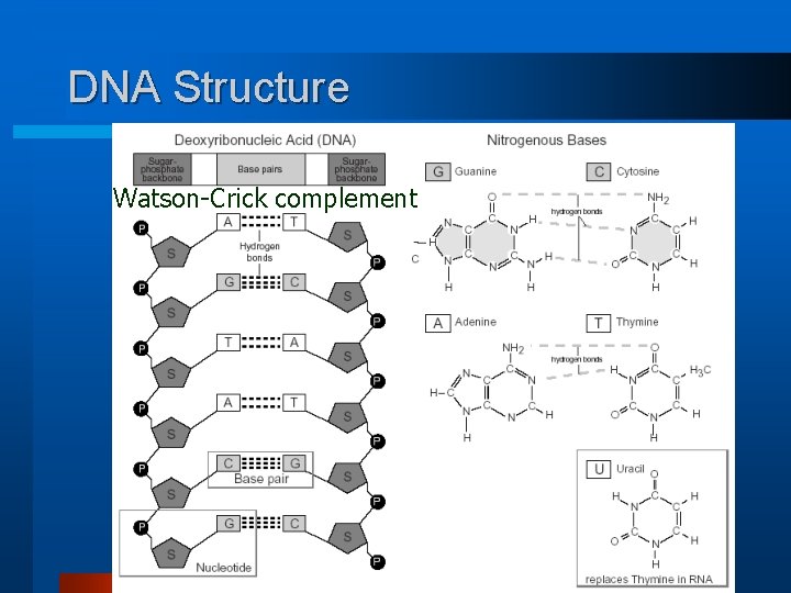 DNA Structure Watson-Crick complement 19 