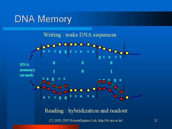 DNA Memory Writing : make DNA sequences a t c g g t c