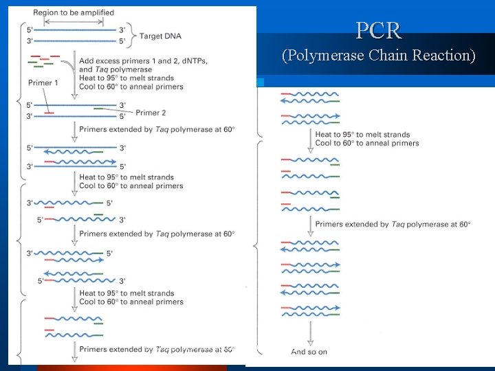 PCR (Polymerase Chain Reaction) (C) 2002, SNU Biointelligence Lab, http: //bi. snu. ac. kr/