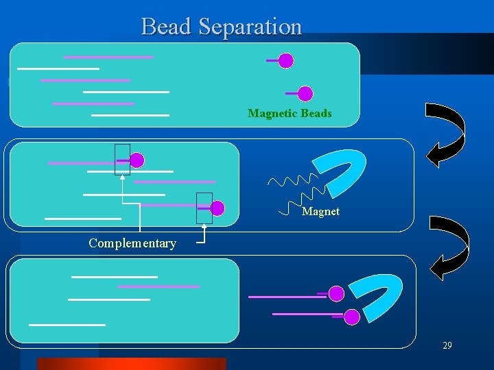 Bead Separation Magnetic Beads Magnet Complementary 29 