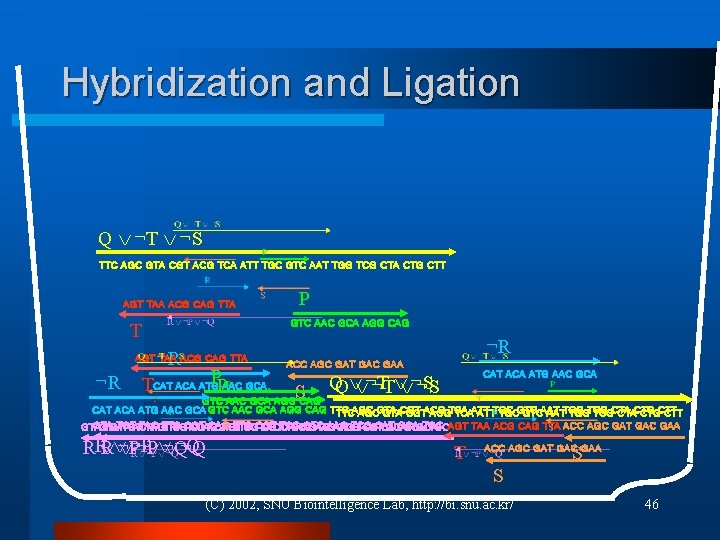 Hybridization and Ligation Q ¬T ¬S TTC AGC GTA CGT ACG TCA ATT TGC