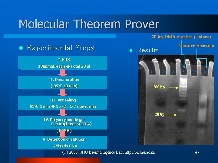 Molecular Theorem Prover 20 bp DMA marker (Talara) l Experimental Steps l Mixture Reaction