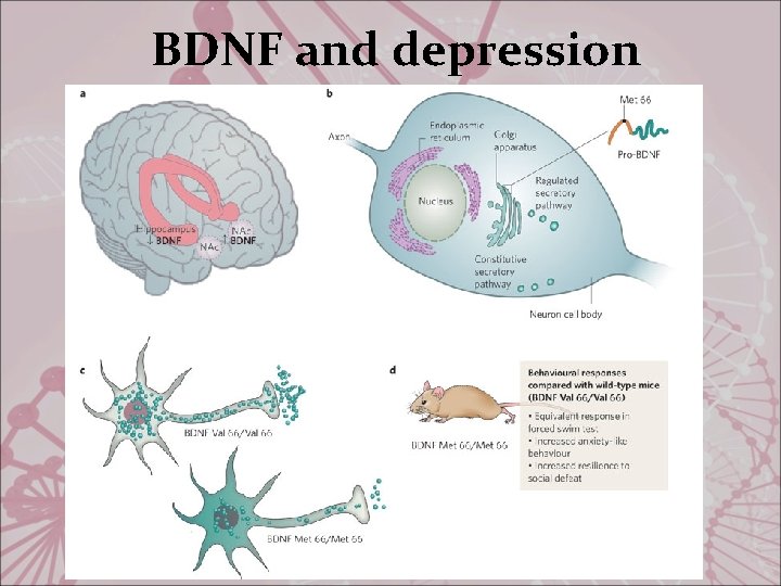  BDNF and depression 