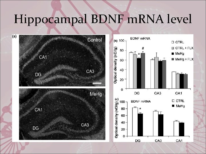 Hippocampal BDNF m. RNA level 