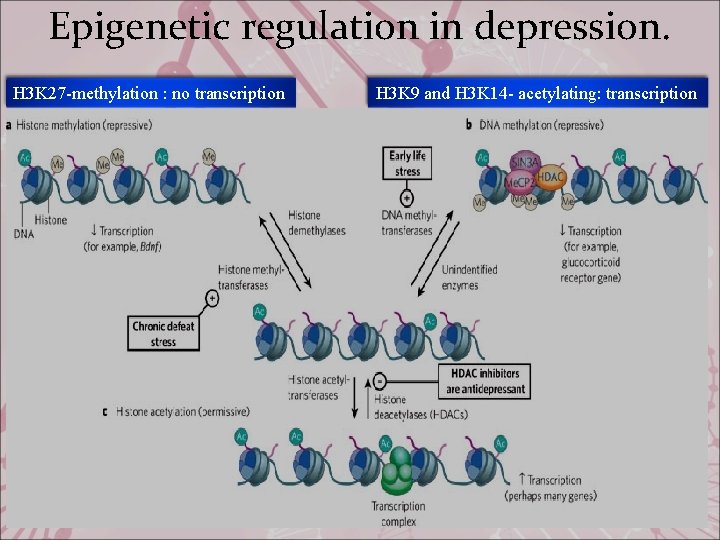 Epigenetic regulation in depression. H 3 K 27 -methylation : no transcription H 3