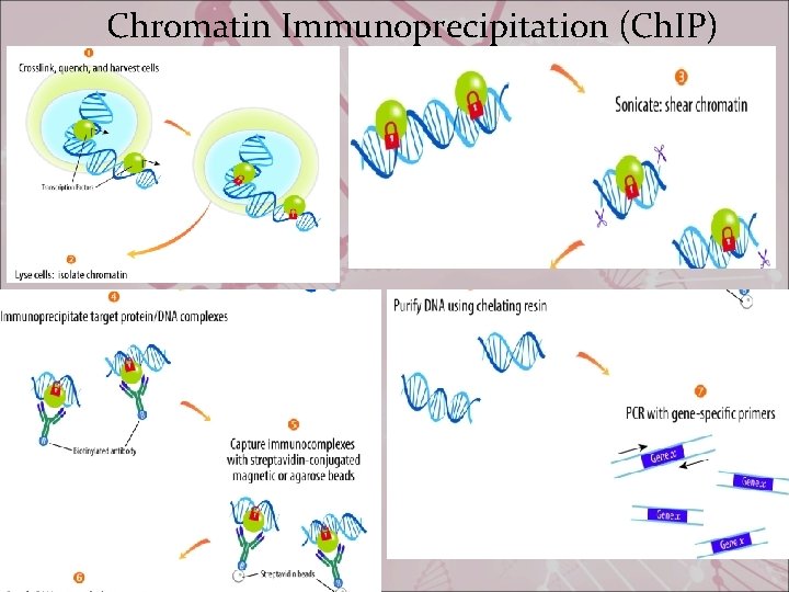 Chromatin Immunoprecipitation (Ch. IP) 