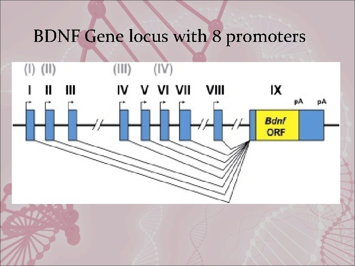 BDNF Gene locus with 8 promoters 