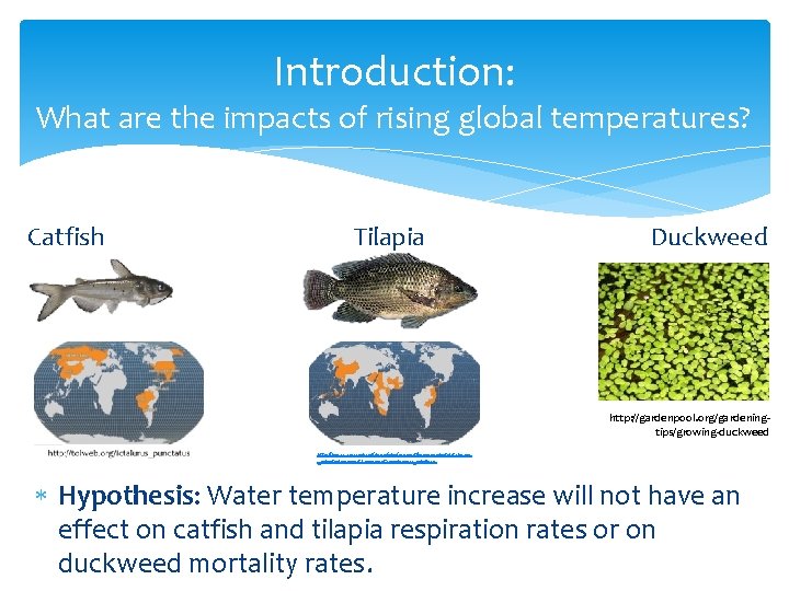 Introduction: What are the impacts of rising global temperatures? Catfish Tilapia Duckweed http: //gardenpool.