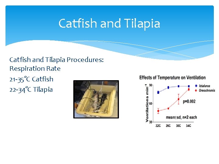 Catfish and Tilapia Procedures: Respiration Rate 21 -35°C Catfish 22 -34°C Tilapia 