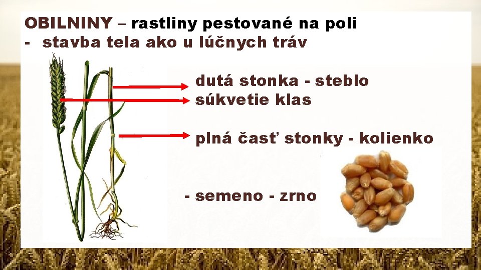 OBILNINY – rastliny pestované na poli - stavba tela ako u lúčnych tráv dutá