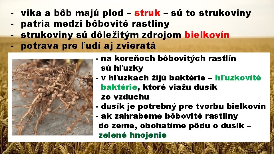 - vika a bôb majú plod – struk – sú to strukoviny patria medzi