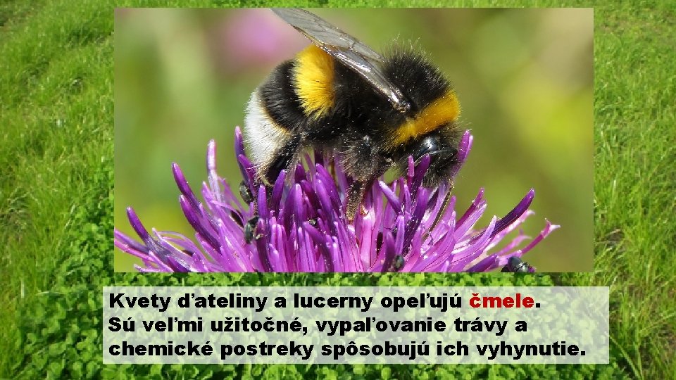 Kvety ďateliny a lucerny opeľujú čmele. Sú veľmi užitočné, vypaľovanie trávy a chemické postreky