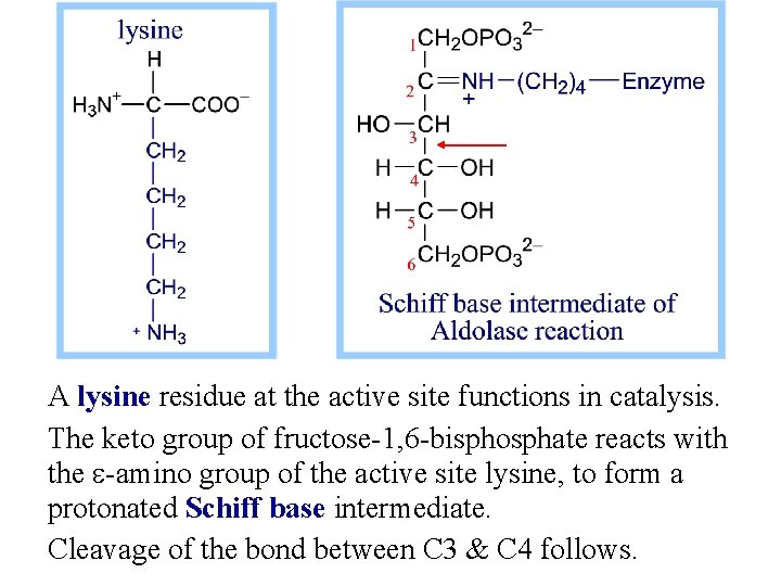 A lysine residue at the active site functions in catalysis. The keto group of