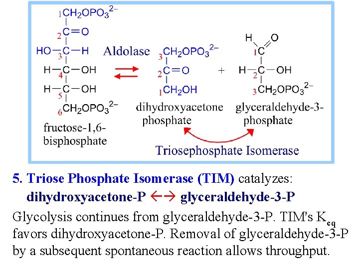 5. Triose Phosphate Isomerase (TIM) catalyzes: dihydroxyacetone-P glyceraldehyde-3 -P Glycolysis continues from glyceraldehyde-3 -P.