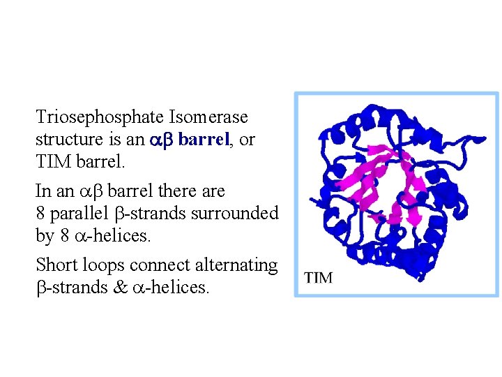 Triosephosphate Isomerase structure is an ab barrel, or TIM barrel. In an ab barrel
