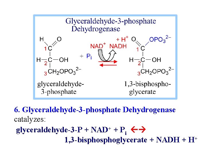 6. Glyceraldehyde-3 -phosphate Dehydrogenase catalyzes: glyceraldehyde-3 -P + NAD+ + Pi 1, 3 -bisphoglycerate