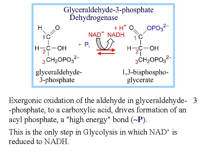Exergonic oxidation of the aldehyde in glyceraldehyde- 3 -phosphate, to a carboxylic acid, drives