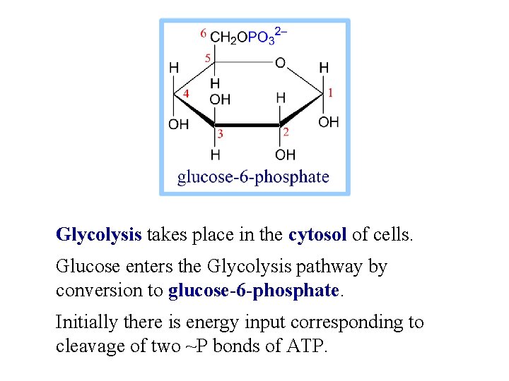 Glycolysis takes place in the cytosol of cells. Glucose enters the Glycolysis pathway by