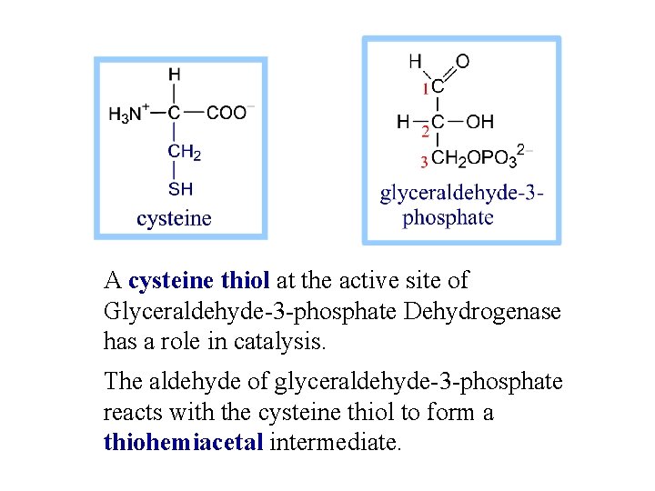 A cysteine thiol at the active site of Glyceraldehyde-3 -phosphate Dehydrogenase has a role