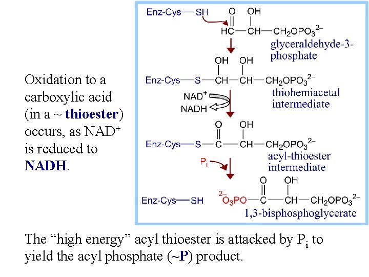 Oxidation to a carboxylic acid (in a ~ thioester) occurs, as NAD+ is reduced