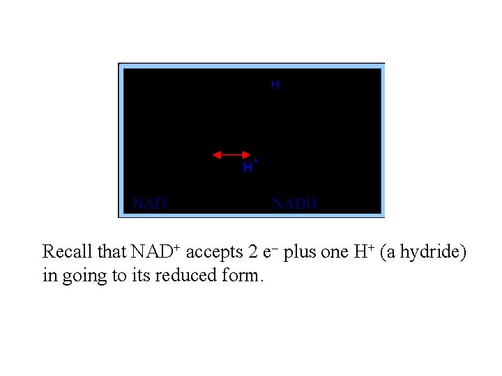 Recall that NAD+ accepts 2 e- plus one H+ (a hydride) in going to
