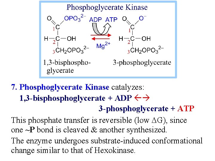 7. Phosphoglycerate Kinase catalyzes: 1, 3 -bisphoglycerate + ADP 3 -phosphoglycerate + ATP This
