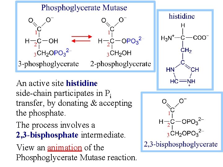 An active site histidine side-chain participates in Pi transfer, by donating & accepting the