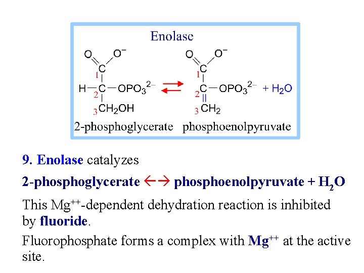 9. Enolase catalyzes 2 -phosphoglycerate phosphoenolpyruvate + H 2 O This Mg++-dependent dehydration reaction