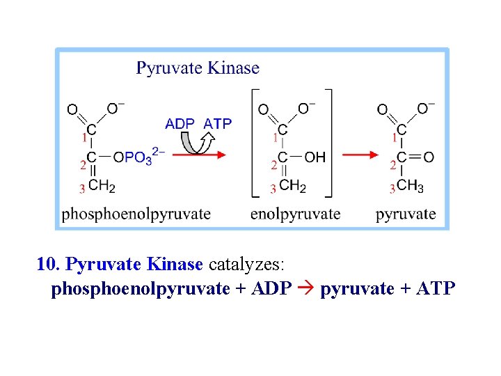 10. Pyruvate Kinase catalyzes: phosphoenolpyruvate + ADP pyruvate + ATP 