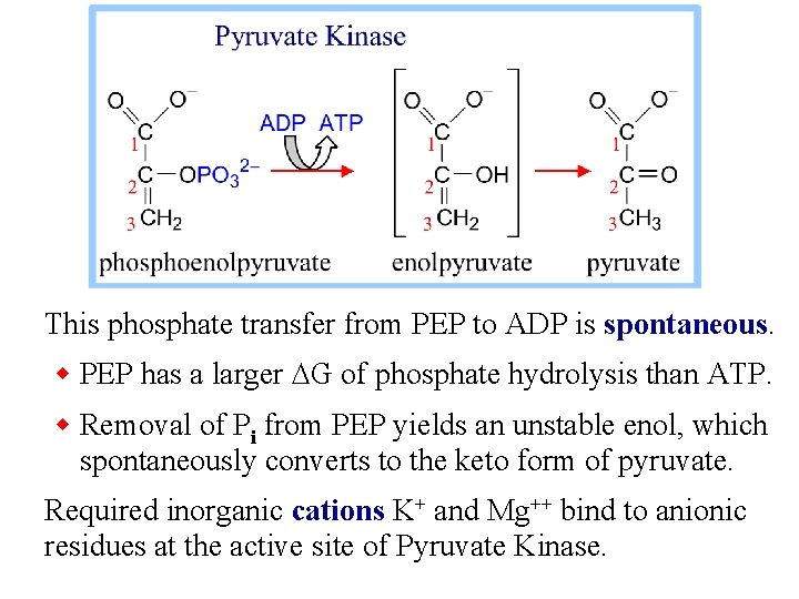This phosphate transfer from PEP to ADP is spontaneous. w PEP has a larger