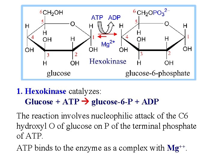 1. Hexokinase catalyzes: Glucose + ATP glucose-6 -P + ADP The reaction involves nucleophilic