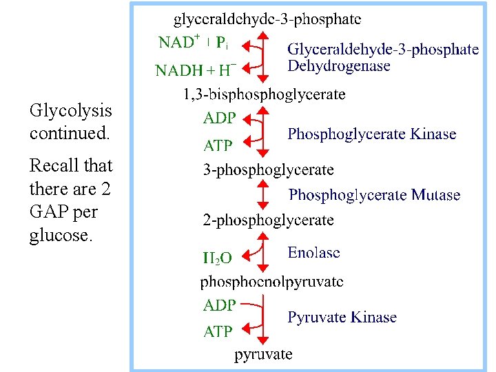 Glycolysis continued. Recall that there are 2 GAP per glucose. 