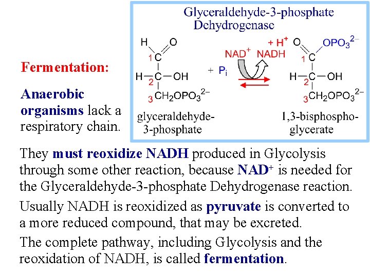 Fermentation: Anaerobic organisms lack a respiratory chain. They must reoxidize NADH produced in Glycolysis