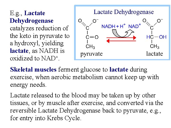 E. g. , Lactate Dehydrogenase catalyzes reduction of the keto in pyruvate to a