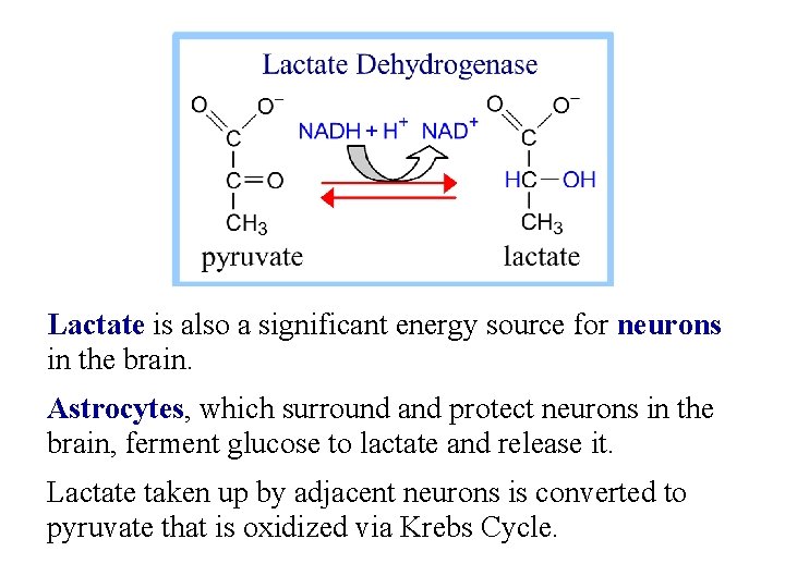 Lactate is also a significant energy source for neurons in the brain. Astrocytes, which